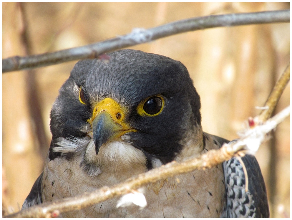 Portrait eines Wanderfalken