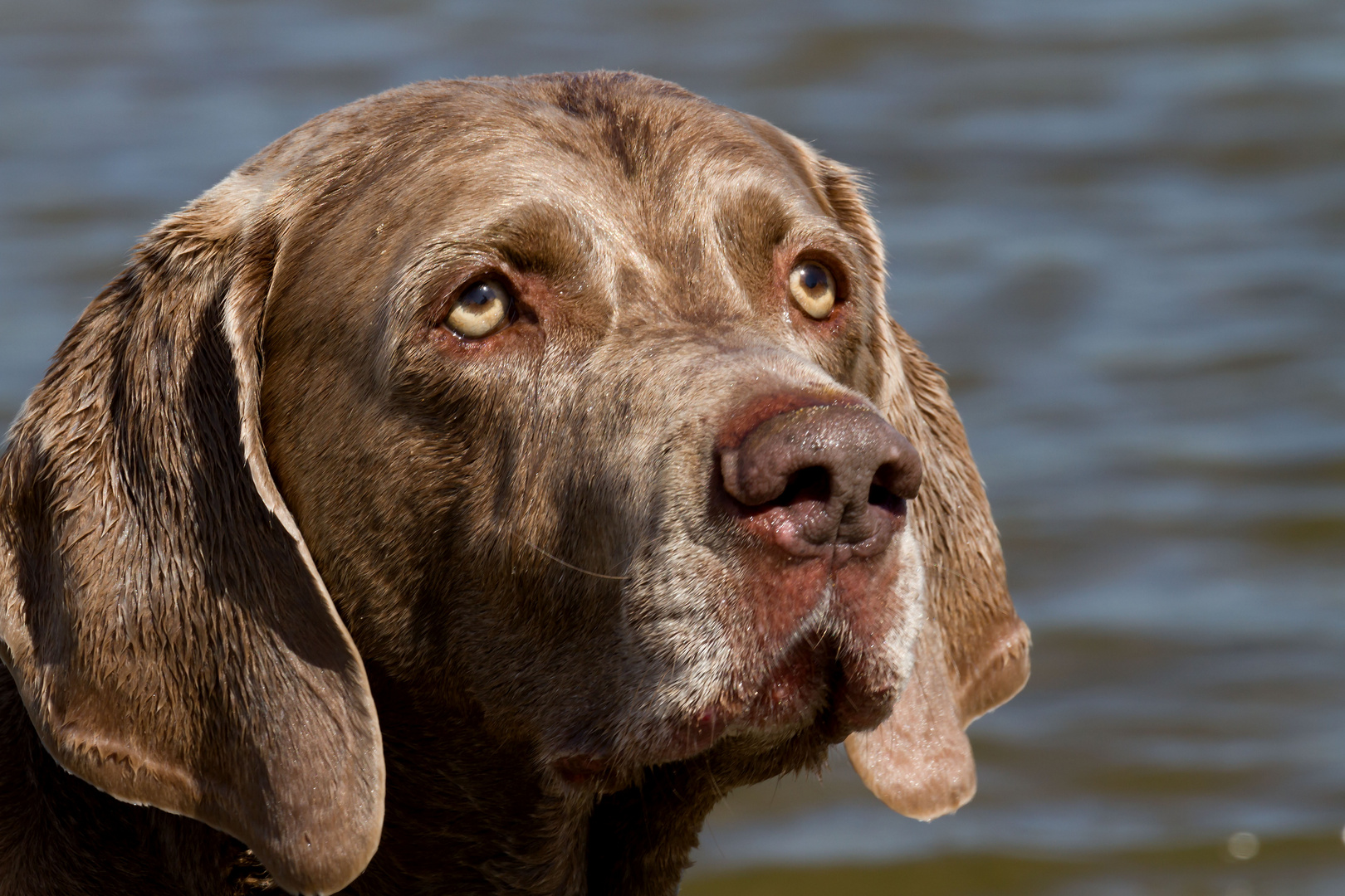 Portrait eines Weimaraners