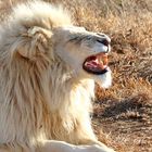 Portrait eines Weißen Löwen Männchen 866