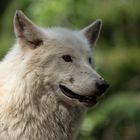 Portrait eines weißen Wolfs