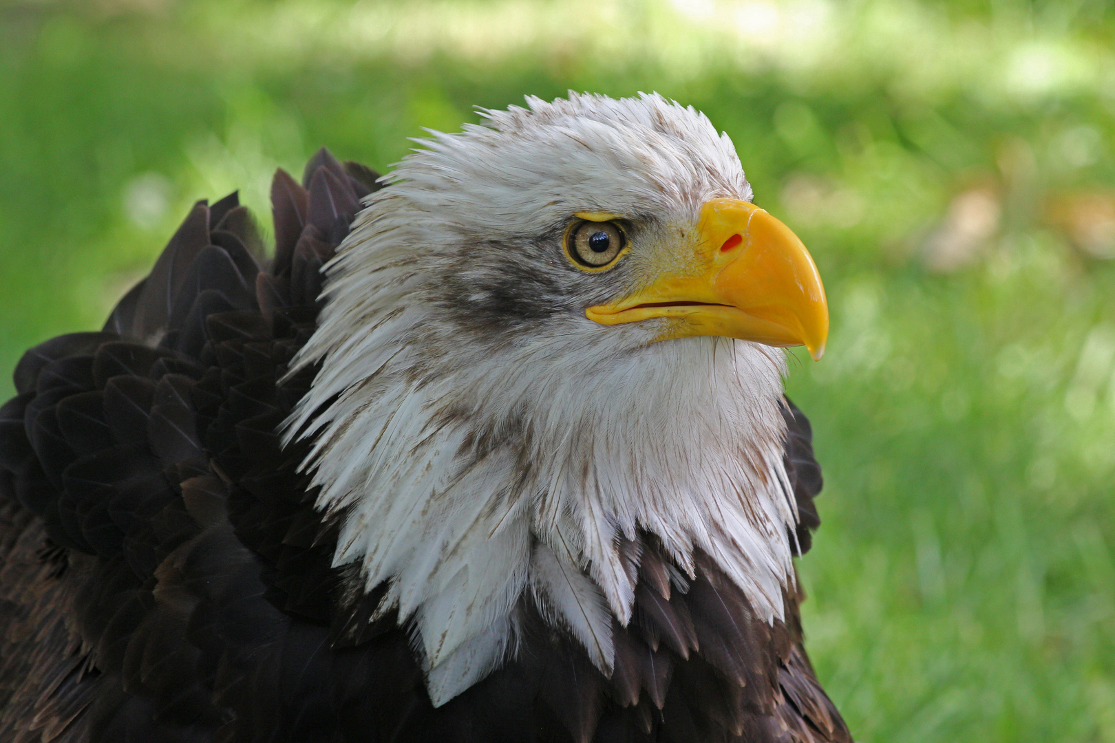 Portrait eines Weißkopfseeadlers