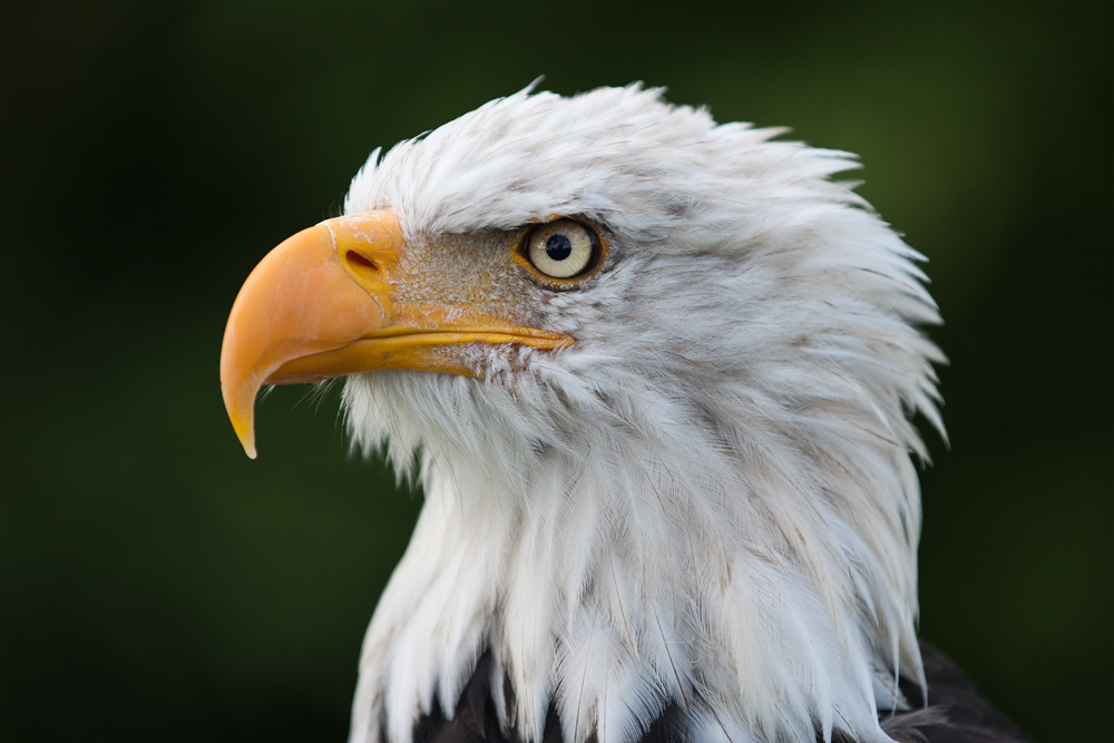 Portrait eines Weisskopfseeadlers