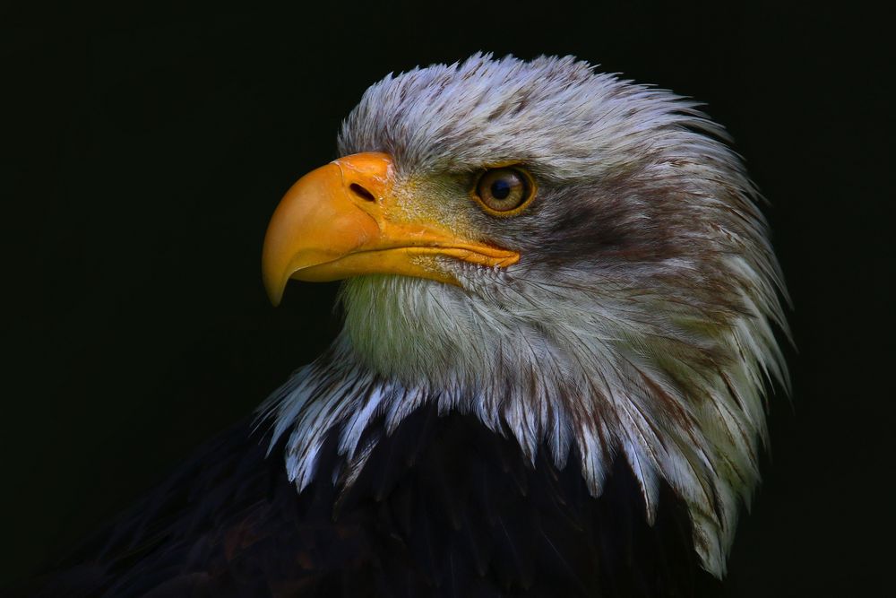 **Portrait eines Weißkopfseeadlers**