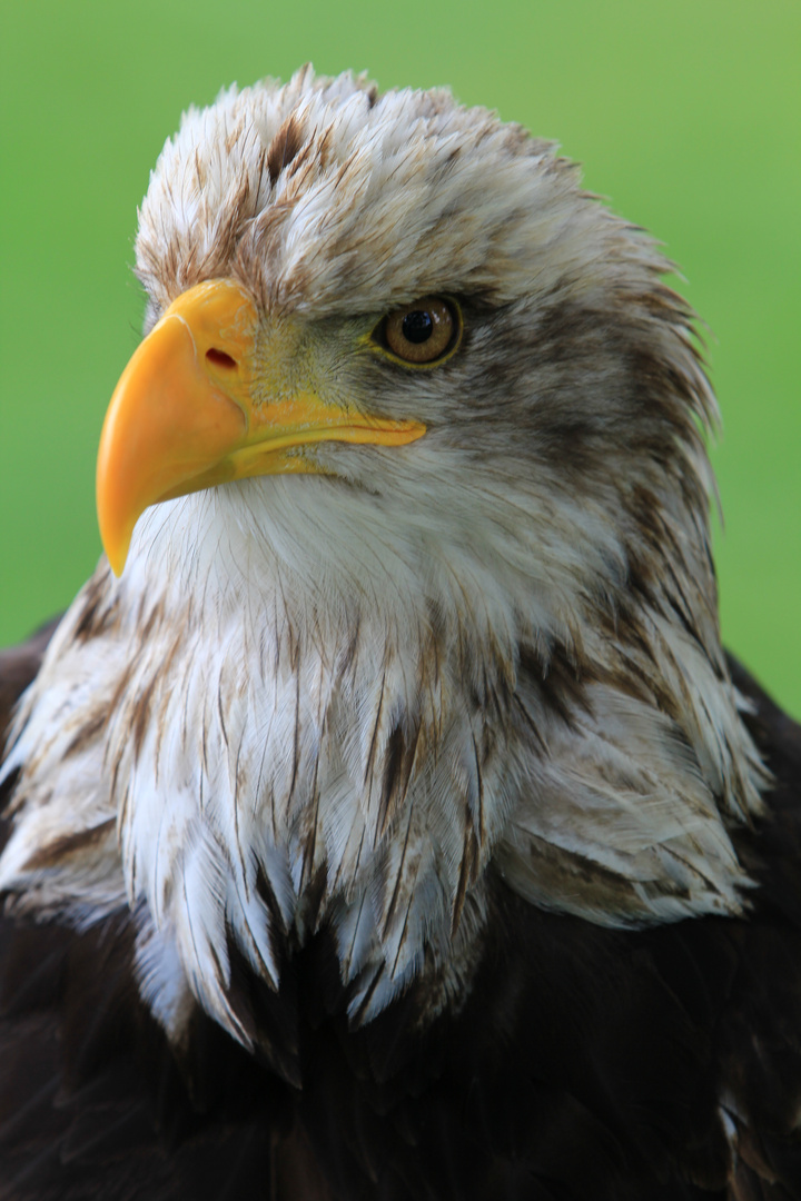 Portrait eines Weißkopfseeadlers