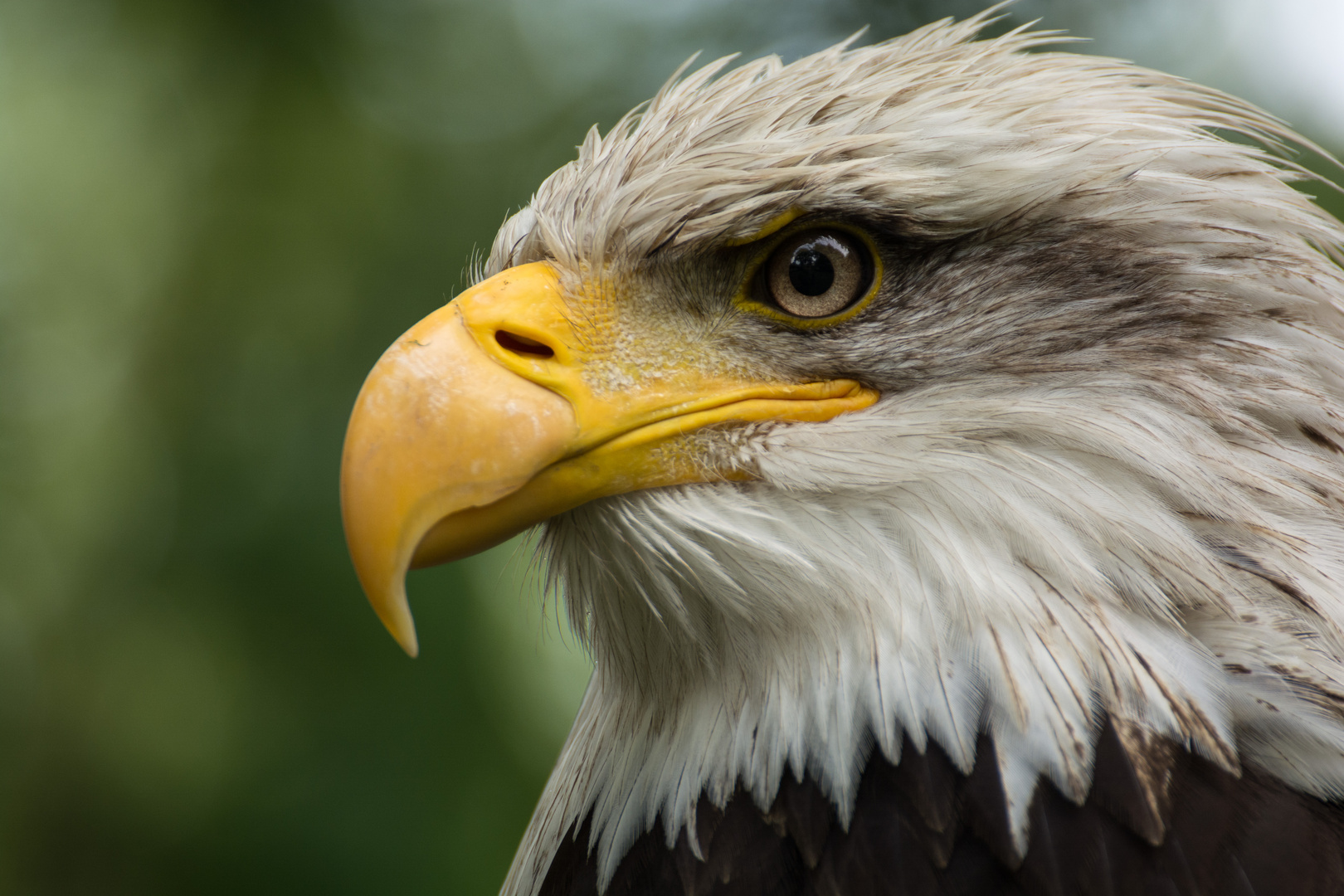 Portrait eines Weißkopfseeadlers