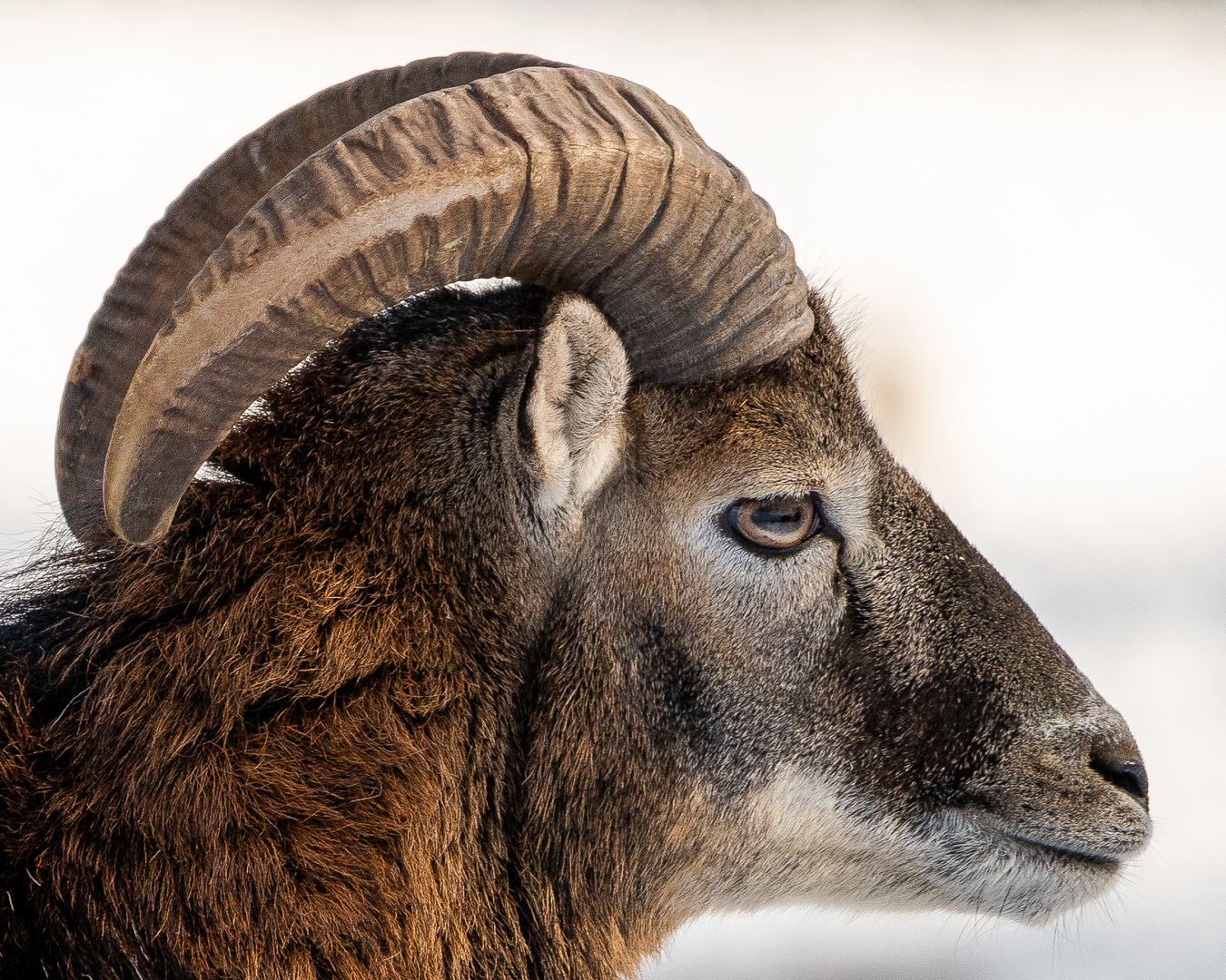 Portrait eines Widders (Mufflon) in der Profilansicht im Winter