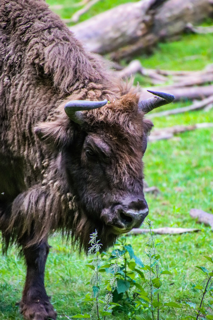 Portrait eines Wisent