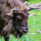 Portrait eines Wisent