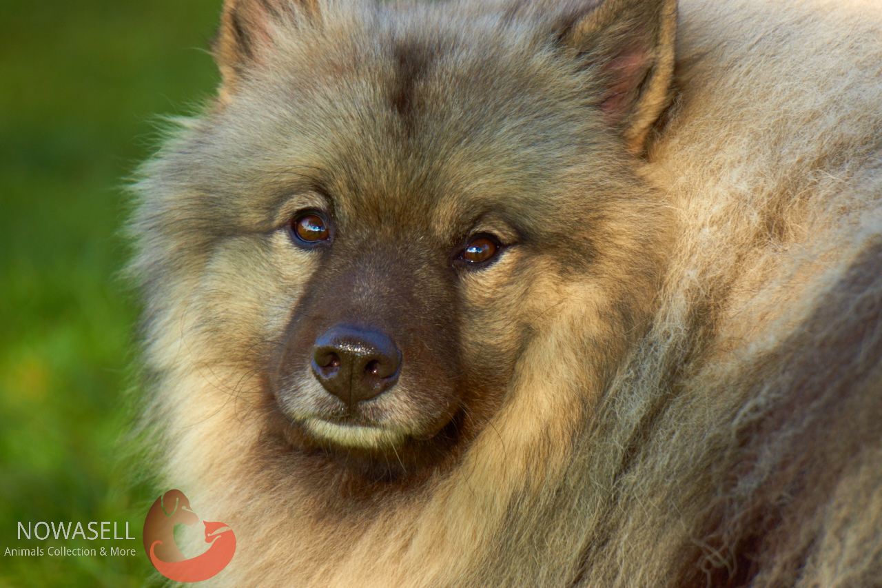 Portrait eines Wolfspitzes