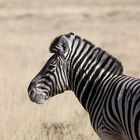 Portrait eines Zebras