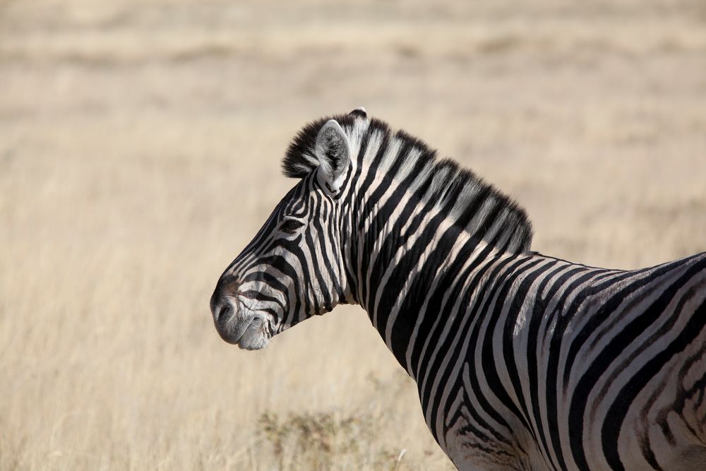 Portrait eines Zebras