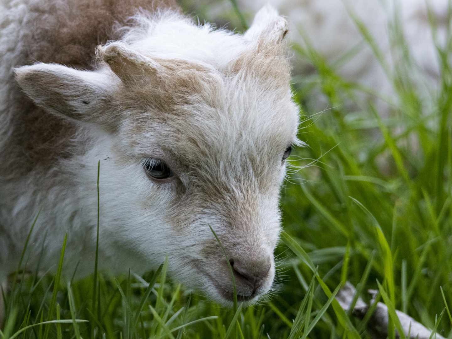 Portrait eines Zwergschaf (lamm)