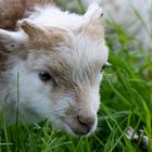 Portrait eines Zwergschaf (lamm)