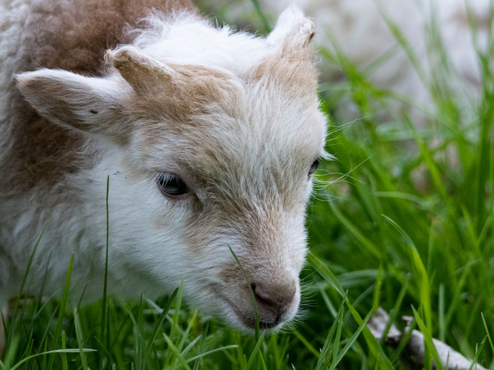 Portrait eines Zwergschaf (lamm)