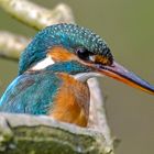 Portrait Eisvogel