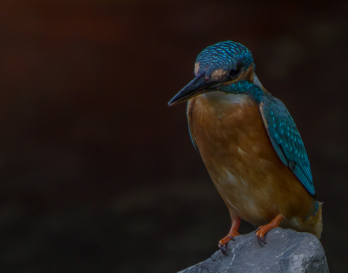 Portrait Eisvogel