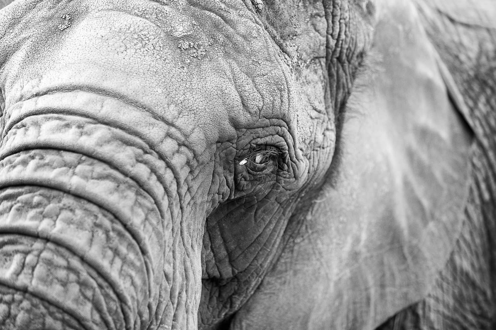 Portrait Elefant sw