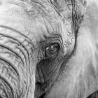 Portrait Elefant sw