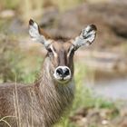 Portrait Ellipsen-Wasserbock,Weibchen