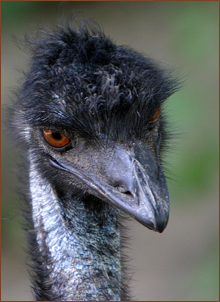 Portrait Emu