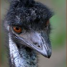 Portrait Emu