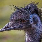 Portrait Emu