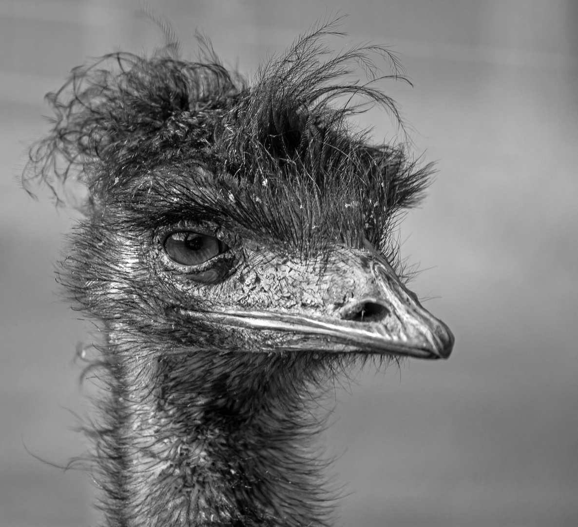Portrait Emu, Teil 2