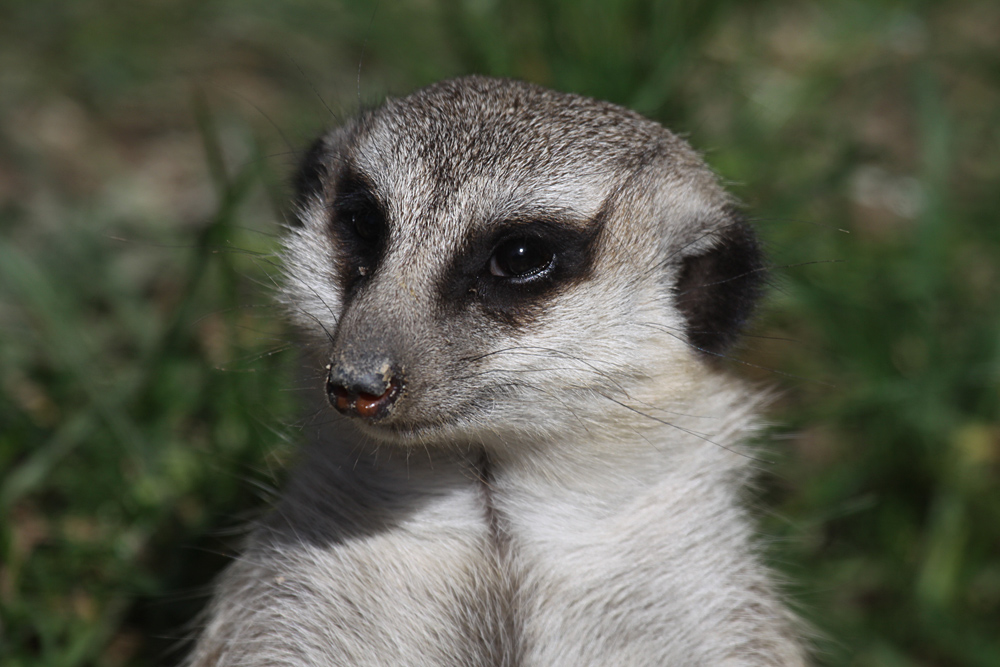 Portrait Erdmännchen