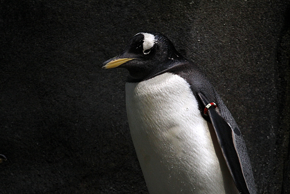 Portrait Eselspinguin