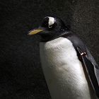 Portrait Eselspinguin