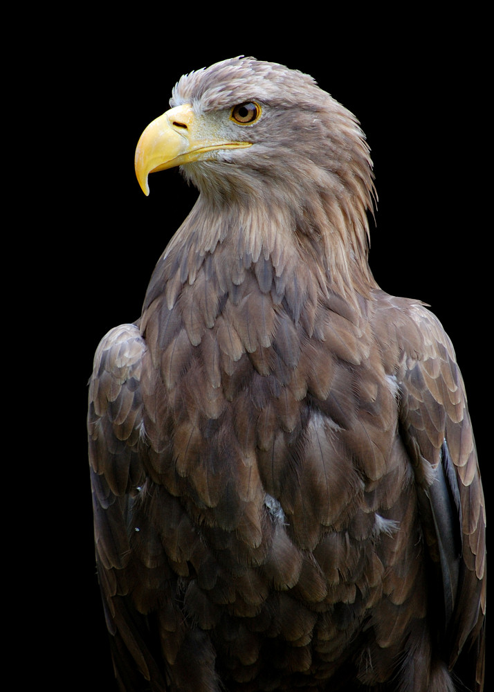 Portrait Europ. Seeadler