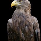 Portrait Europ. Seeadler