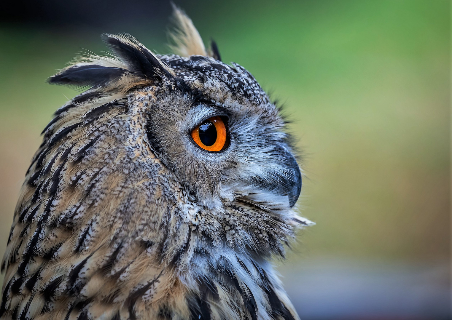 Portrait europäischer Uhu Foto & Bild | natur, zoo, tiere Bilder auf ...
