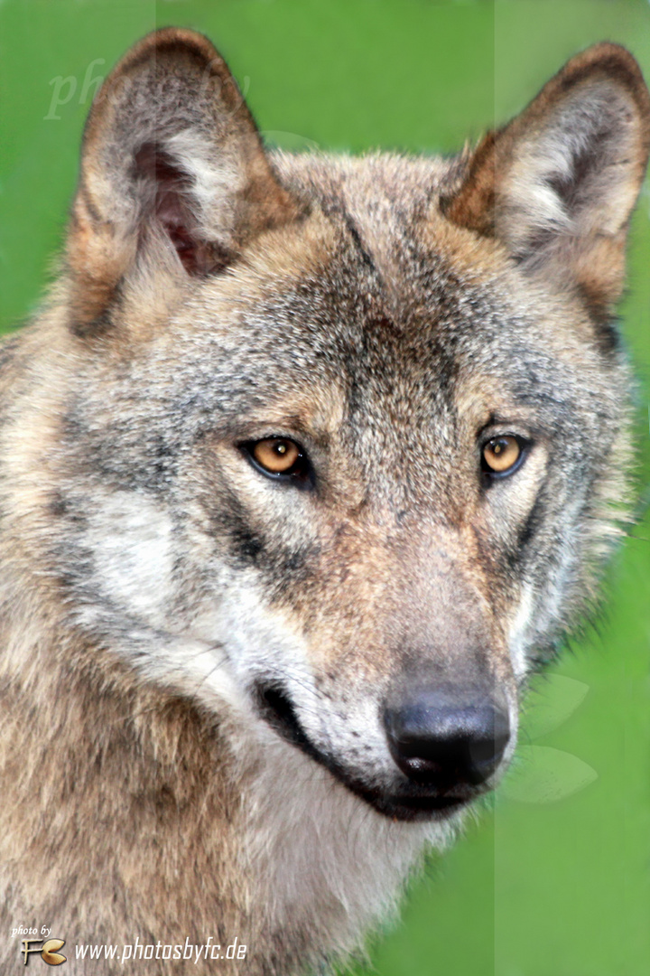 Portrait - Europäischer Wolf - Wildpark Alte Fasanerie Hanau Klein-Auheim, Jeannette Dewald