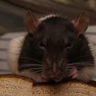 Portrait (Farb-) Ratte