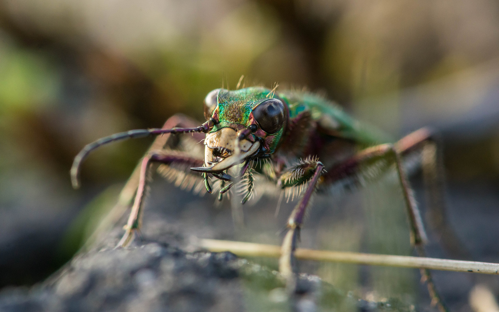 Portrait  Feldsandlaufkäfer