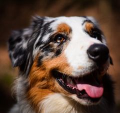 Portrait Filou