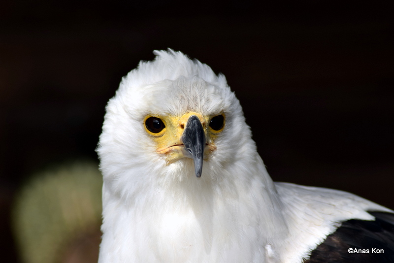 Portrait Fischadler