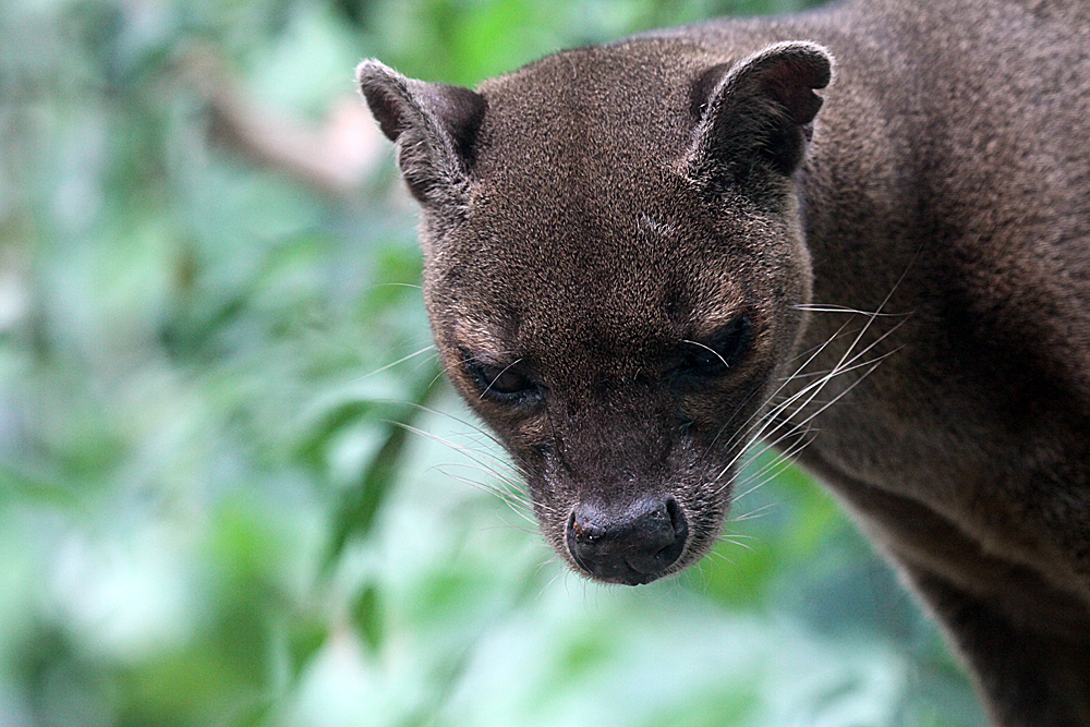 Portrait Fossa