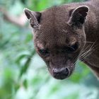 Portrait Fossa