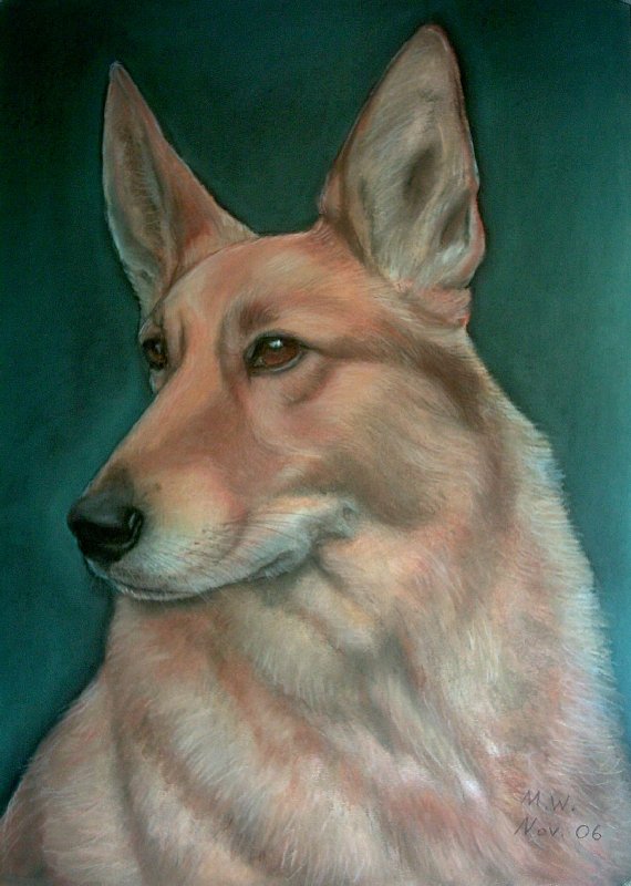 Portrait Foxi