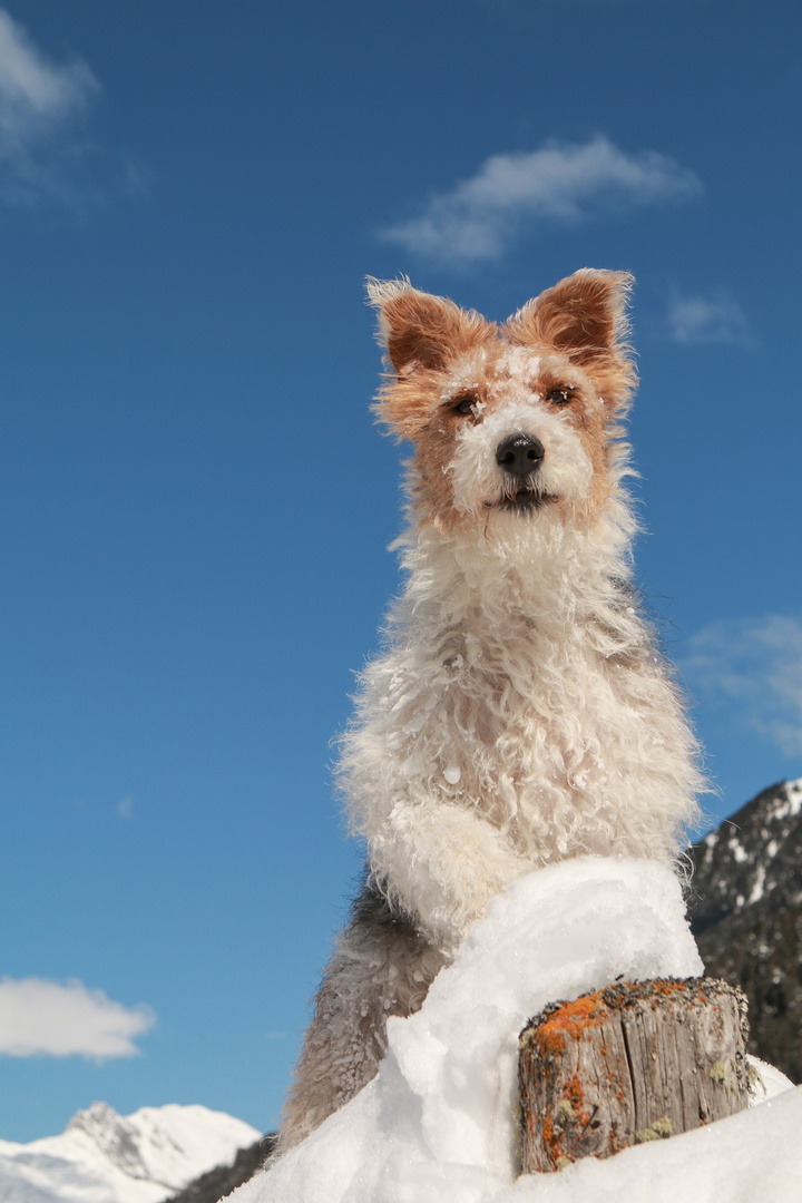 Portrait Foxterrier Tricolore