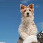 Portrait Foxterrier Tricolore