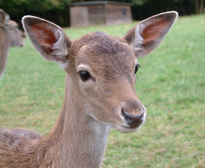 Portrait (freundlicher Blick)