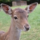 Portrait (freundlicher Blick)