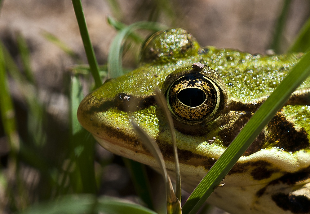 Portrait Frosch