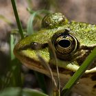 Portrait Frosch