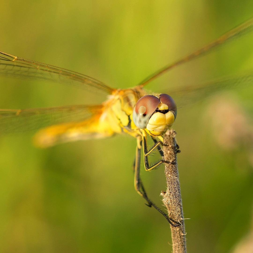 Portrait Frühe Heidelibelle