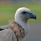 Portrait Gänsegeier