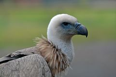 Portrait Gänsegeier